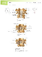 Sobotta  Atlas of Human Anatomy  Trunk, Viscera,Lower Limb Volume2 2006, page 25